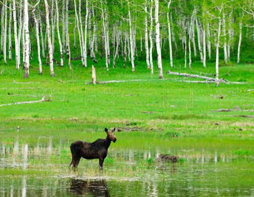 Wildlife